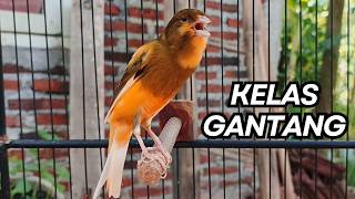 Download lagu Kemewahan Suara Kenari! Baru Putar 10 Detik Kenari Muda Langsung Berani Bunyi Keras!! mp3