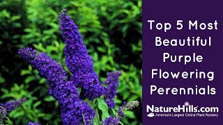 Top 5 Most Beautiful Purple Flowering Perennials | NatureHills.com