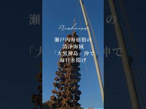 【産地直送】安心・安全・美味しい牡蠣をお楽しみいただけます