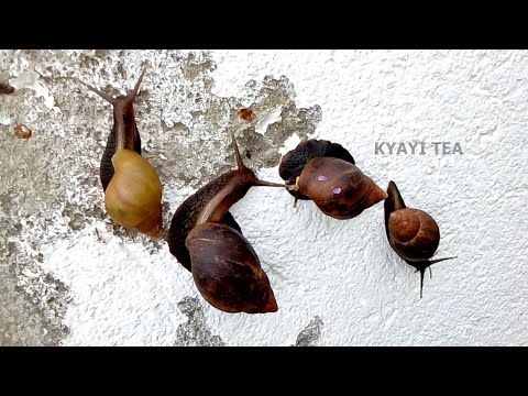 Amakovu Okulumba Ewaka Manya Binno Kumakovu