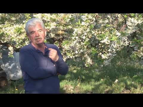 KONZUMNE VISNJE MADJARSKI SORTIMENT -  iskustvo 16 godina kasnije - OREZIVANJE - prihrana - BERBA