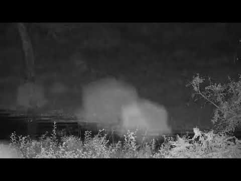 Djuma: Hippo playing with limb at shallow end of dam - 02:52 - 03/15/21