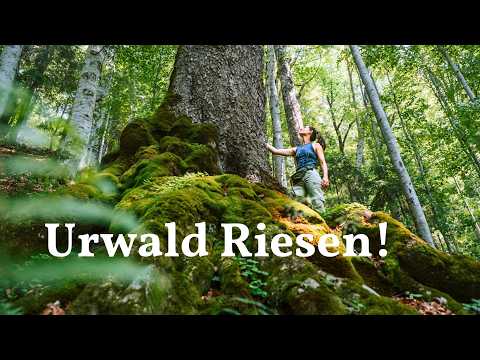 Rumäniens Urwald: Bären & Sonnenaufgang (Teil 2)