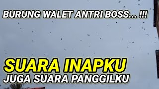 Download lagu Sp Suara INAPKU juga suara PANGGILKU 1. suara inap walet berkualitas. Respon terbaik sepanjang masa mp3