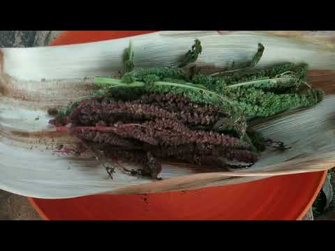 HARVESTING AMARANTH SEEDS | THE WEEKEND FARMER