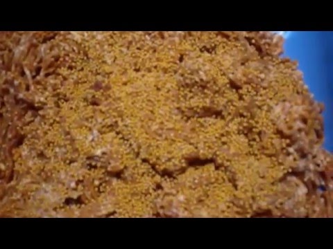 Wurst selber machen - Kochsalami