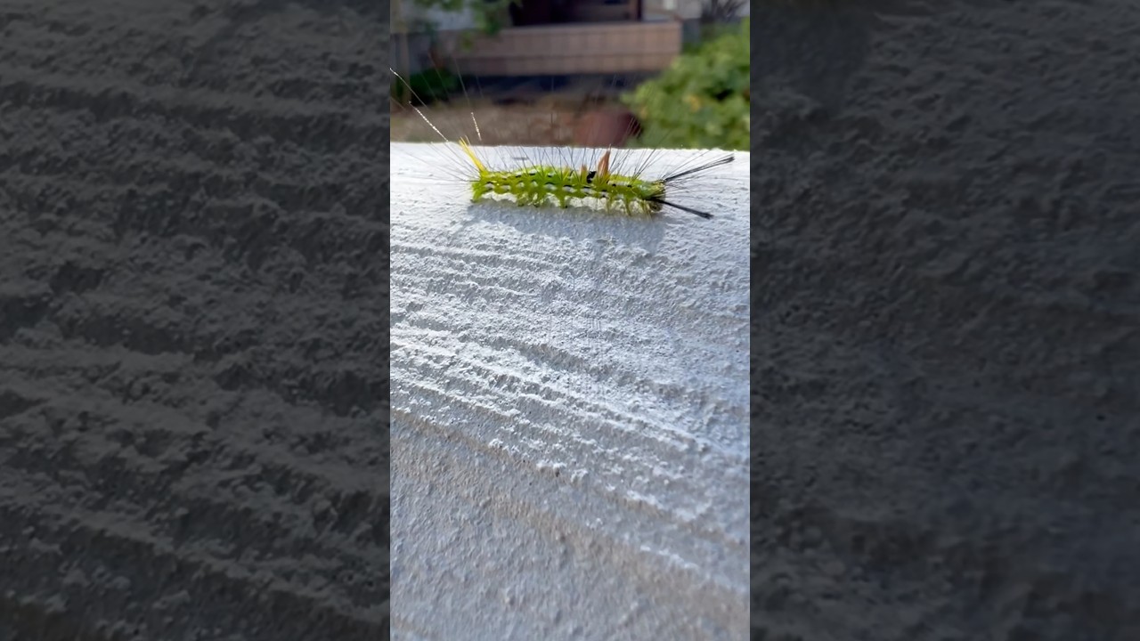 なんて虫🐛？#毛虫　#automobile