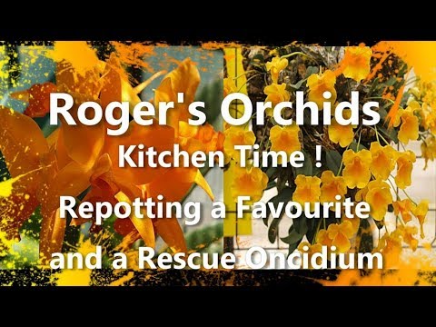 Kitchen Time - Repotting a Favourite and a Rescue Oncidium