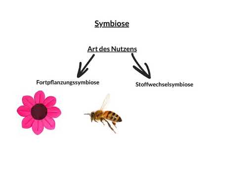 Symbiose einfach erklärt | Learn with us
