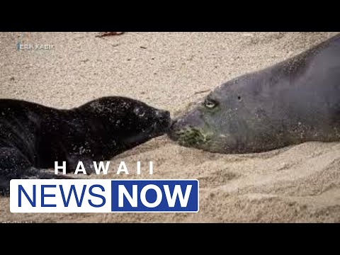 Beachgoers urged to keep safe distance from Hawaiian monk seal and pup in Waikiki