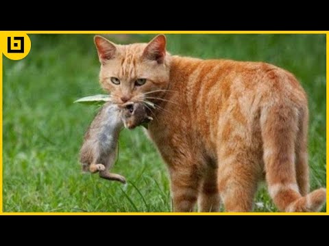Brave And Strategic Cats Caught Hunting And Attacking