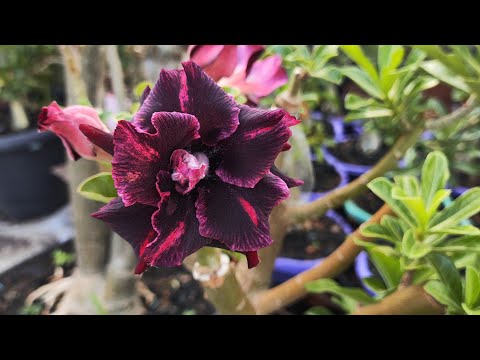 JARDIM DE ROSAS DO DESERTO PARA VOCÊS 😍