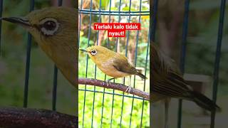 Download lagu pleci betina lenjeh #plecigacor mp3 Download lagu pleci betina lenjeh #plecigacor mp3