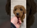 Goldendoodle dogs for sale: Kenzi - Video 1