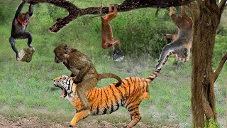 The Tiger Is Helpless Before The Cunning And Mischief Of The Monkeys - The Battle Tigers VS Monkeys