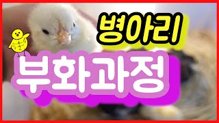 병아리 부화 시키기, 병아리 부화과정. 마지막 3탄
