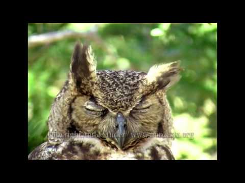 (Bubo virginianus) Great horned owl/Jacurutu