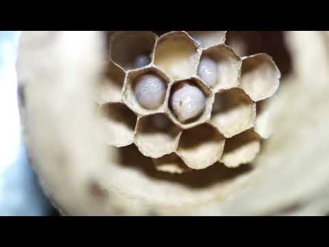 Jersey Asian Hornet Diary