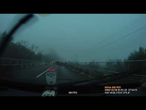 Vaci si bivoli pe sosea