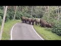 ಹುಂಡಿಯಲ್ಲಿ ಗಜಪಡೆ Coorg Elephant Elephants Wildlife Animals Elephantlov
