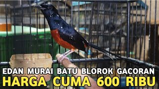 Download lagu BUSET DAH MURAI BATU BLOROK GACORAN CUMA DIJUAL 600 RIBU DI PASAR BURUNG PRAMUKA  mp3