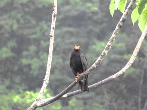 Daptrius ater Black Caracara