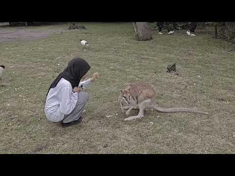 ynnda Perth may 2023 najah and kangaroo