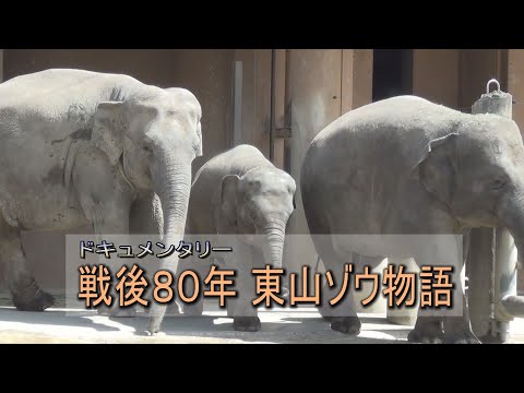 【ドキュメンタリー】戦後80年 東山ゾウ物語
