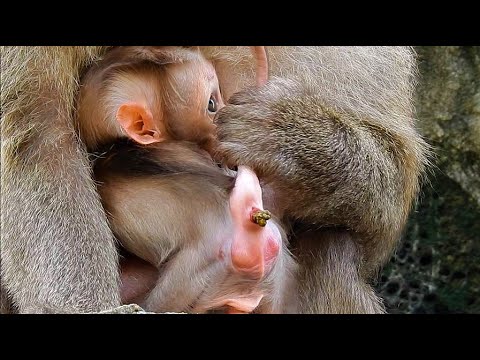 H.ard Stool ||Cutest Baby Try Sh!t 0ut With Hard Stool Was Jam-Mom Also Try To Remove Hard Stool Out