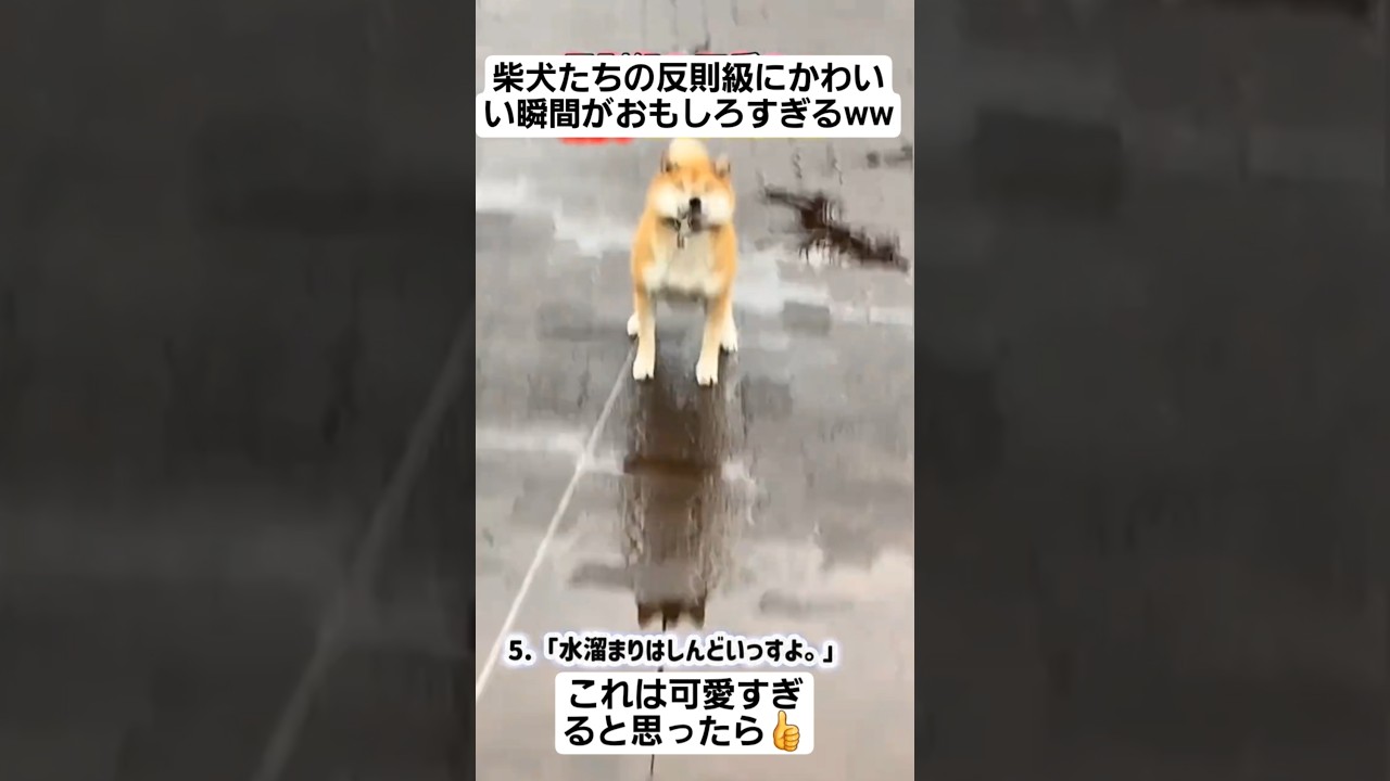 柴犬たちの反則級にかわいい瞬間がおもしろすぎるww#shorts#tiktok#おすすめ#動物#柴犬#おもしろ