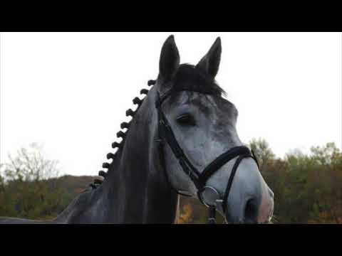 SOLD 🇺🇸✨𝑵𝒆𝒓𝒓𝒂𝒅𝒐𝒓 ✨ *2015 gelding by Nerrado x Lord Z