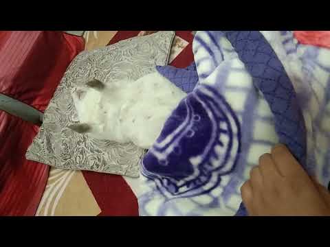 Main to thak gya.... Like me 🐰