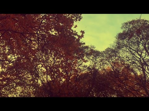 Phelian - Komorebi (Official Music Video)