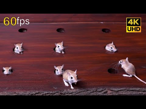 Cat TV mouse Hide & Seek, and Chase fun on screen for cats to watch 4k 60fps 8 hours