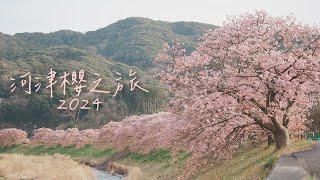 [遊記] 從滿開到櫻吹雪 飽覽河津櫻美景
