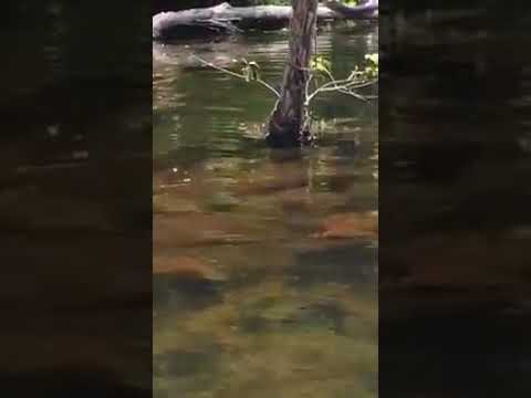 Biggest Snake On Earth