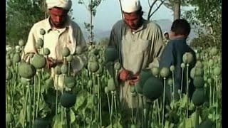 The Worst Narco-State in History? After 13-Year War, Afghanistan’s Opium Trade Floods the Globe