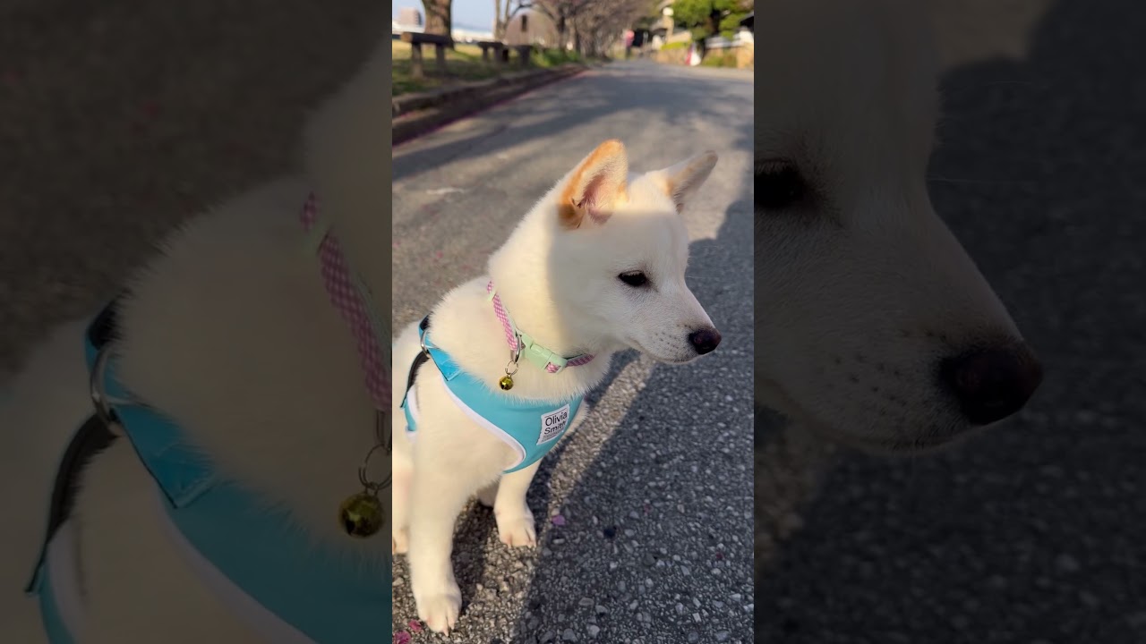 蓮殿の最近のお散歩とご飯の様子#shorts #柴犬 #蓮殿 #賢殿 #愛犬 #白柴 #桜 #お散歩