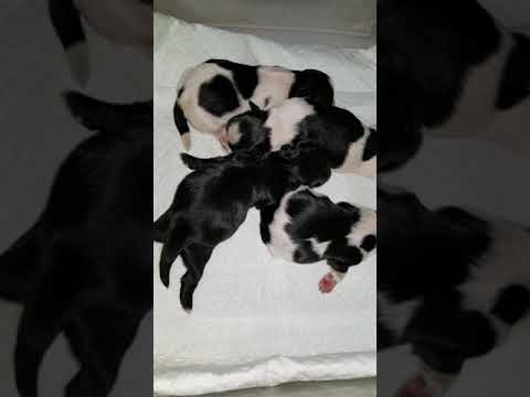 Boy Shihtzu 3 Available