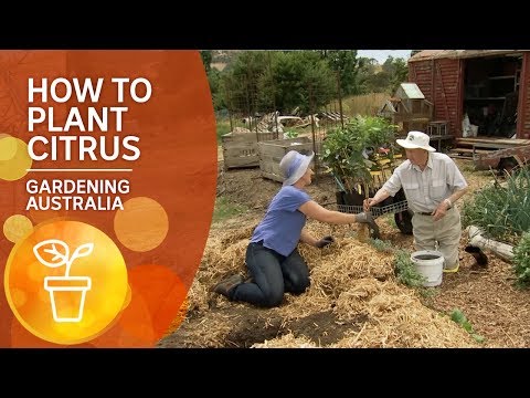 , title : 'How to plant citrus: The Ian Tolley Way'