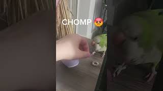 Quaker parrots might look sweet but they are HOOLIGANS