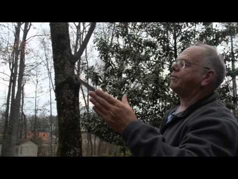 download lagu mp3 mp4 Felco 600 Folding Pruning Saw, download lagu Felco 600 Folding Pruning Saw gratis, unduh video klip Felco 600 Folding Pruning Saw