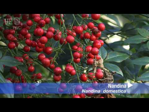download lagu mp3 mp4 Nandina Tree, download lagu Nandina Tree gratis, unduh video klip Nandina Tree