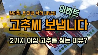 내병성(저항성)고추씨 나눔이벤트로 보내요. 2가지 고추를 심는 이유?