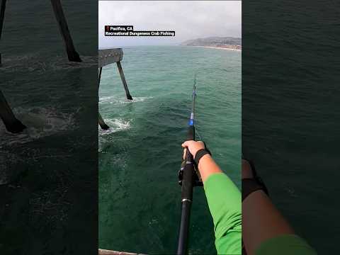 Casting crab snare #crabbing #fishing #bayarea #shorts #fishingvideo #fishinglife #shortsfeed #short