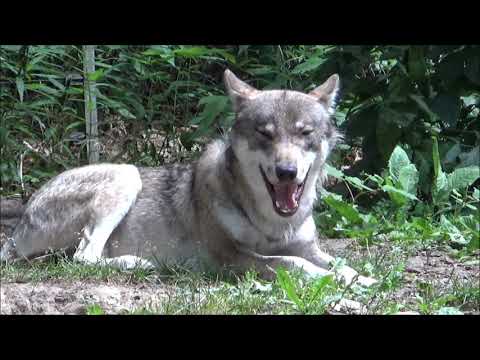 Der Wolf Abstimmung dafür / dagegen Wolf gefährlich ungefährlich Schützen Schießen Wölfe