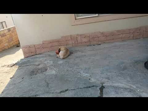 Weired and wacky puppies