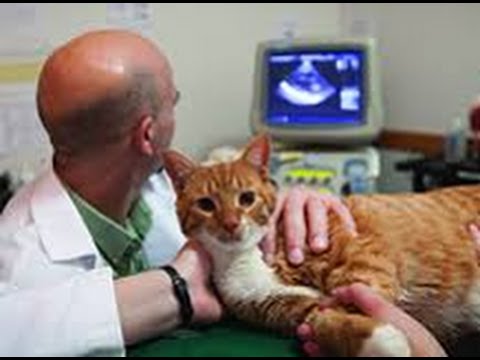Five Silent Killers of Cats Part 4 (Cardiac Disease)