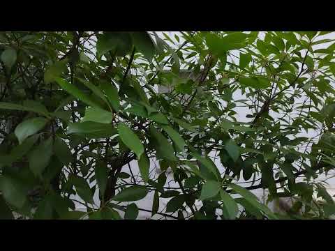 NOKIA G60 5G - TEST VIDEO in FULLHD a 60FPS