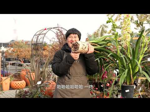 [Garden Classroom Hippocampus] Lost large orchid? Haima teaches you how to retouch flowers